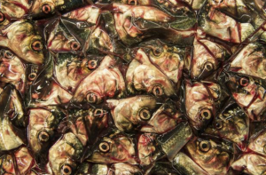 Projektet syftar till att utveckla nya processer och produkter baserade på marina biprodukter som annars slösas bort. (Foto: Lars Aake Andersen / Nofima) Projektet syftar till att utveckla nya processer och produkter baserade på marina biprodukter som annars slösas bort. (Foto: Lars Aake Andersen / Nofima)