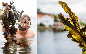 Docent Fredrik Gröndahl är projektledare för det tvärvetenskapliga forskningsprojektet Seafarm, här i aktion med cyklop och snorkel på jakt efter nya fynd av tång. Bild: Privat, Lisa Thanner Docent Fredrik Gröndahl är projektledare för det tvärvetenskapliga forskningsprojektet Seafarm, här i aktion med cyklop och snorkel på jakt efter nya fynd av tång. Bild: Privat, Lisa Thanner