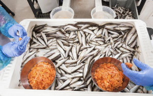 Kalix löjrom utvinns ur siklöjan som fiskas i Bottenviken. Det är enbart rom från siklöja fiskad och bearbetad inom kommunerna Haparanda, Kalix, Luleå och Piteå som får kallas Kalix löjrom. Arkivbild. Kalix löjrom utvinns ur siklöjan som fiskas i Bottenviken. Det är enbart rom från siklöja fiskad och bearbetad inom kommunerna Haparanda, Kalix, Luleå och Piteå som får kallas Kalix löjrom. Arkivbild.