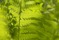 matteucia-struthiopteris-1205292 kopia