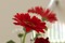 Blomma
