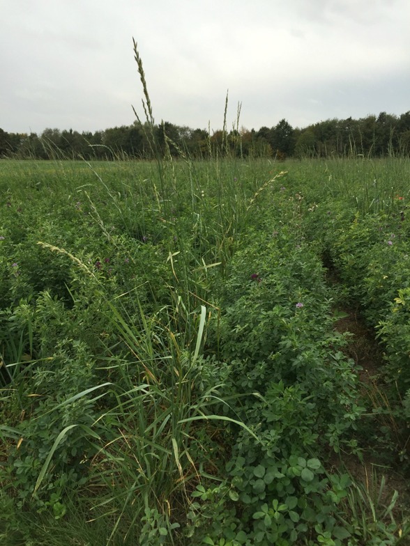 Co-cropping of Kernza and Lucern at SAFE fields. Photo by Linda-Maria Mårtensson Co-cropping of Kernza and Lucern at SAFE fields. Photo by Linda-Maria Mårtensson