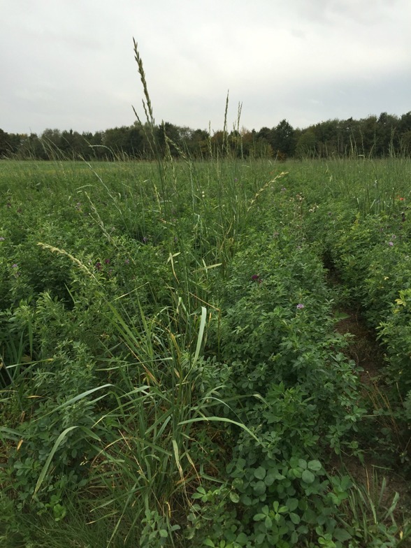 Intercropping of perennial Kernza© and lucern in SAFE. Photo by Hélène Hagerman