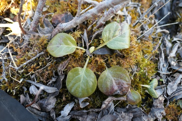 Pyrola rotundifolia leave out on slopes of Nuolja. Photo by Keith Larson