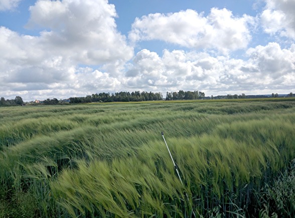 Summer fields at Röbäcksdalen. Photo by Lim Lindgren.