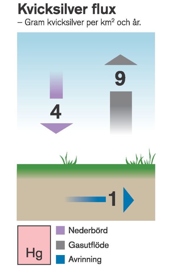 Kvicksilverflöden till och från myren i gram per kvadratkilometer och år. Illustration: Michael Kvick Kvicksilverflöden till och från myren i gram per kvadratkilometer och år. Illustration: Michael Kvick