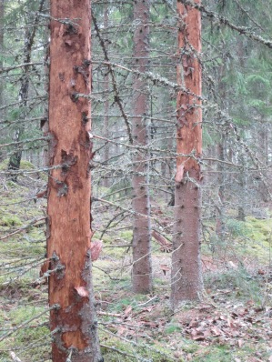 Photo 1: European spruce bark beetle infested trees from 2018. Photographer: Martin Ahlström.