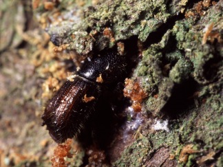Photo 2: Male of Spruce Bark beetle entering the bark. Photographer: Göran Birgersson.