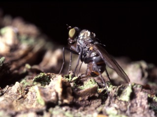 Photo 3: Female of Medetera. Photographer: Göran Birgersson.