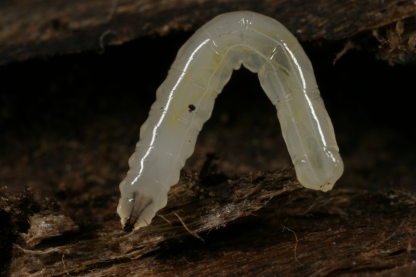 Photo 4: Larvae of Medetera, note the black ”jaws” with which they attack the bark beetle larvae. Photographer:  Göran Birgersson.