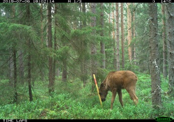 A moose calf plays around with the marking stick of one of the 600 plots in Grimsös` pellet count (July 2019).