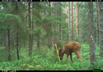A moose calf plays around with the marking stick of one of the 600 plots in Grimsös` pellet count (July 2019). A moose calf plays around with the marking stick of one of the 600 plots in Grimsös` pellet count (July 2019).
