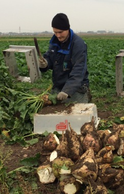 Figure 1. Sugar beets that will be analyzed are manually harvested. Photographer: Marie Ernfors.