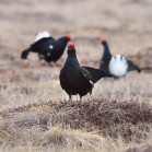 Black grouse. Photo: Johan Månsson.