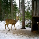 A photo from one of the wildlife cameras at Grimsö, showing two roe deer, one inside a trap.