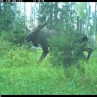 A male moose (Alces alces) captured by one of the Grimsö wildlife cameras.