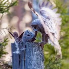 Great grey owls reproduced within the Grimsö research area. The picture shows one of the parents feeding the young with a vole. Photo: Rick Heeres.