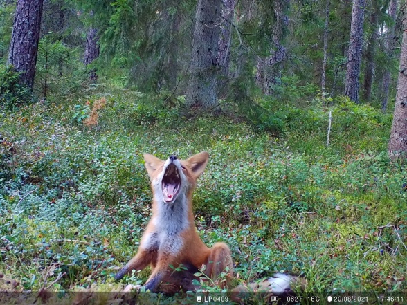Red fox. Vulpes vulpes. (Photo by Erik Kristensen.)