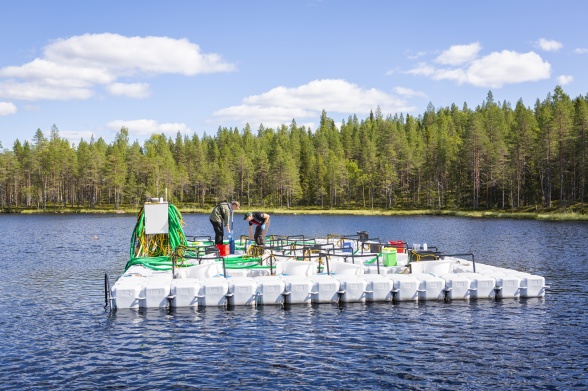Sampling was conducted in mesocosms set-ups in three lakes that are a part of the SITES research infrastructure Photo: Andreas Palmén.