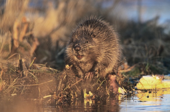 The beaver (Castor fiber), considered a keystone species, recreating new habitats impacting entire landscapes. Photographer: Jörgen Wiklund