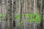 Wetland area created by beaver dams - changing landscape characteristics. Photographer: Fraucke Ecke