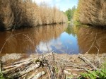 A beaver dam built of logs, branches and sediment. The beaver aims to impound flowing water to create a wetland for it to live in. Photographer: Fraucke Ecke