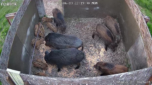Wild boar inside a baited corral. When the trap is set, the camera screen is monitored and the shutter can be triggered from a distance when a suitable situation is shown.