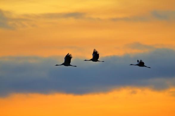 Common cranes (Grus grus) migrating south for winter. Photo: Rick Heeres
