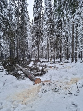 Manual harvest of trees in Svartberget Experimental Forest (Photo: Linnea Larsson)
