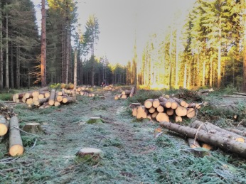 Clearcut area immediately after harvest. Photo: T. Rütting