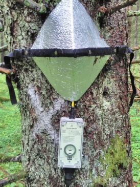 Installed Sap-flow system for measuring the tree’ water transport . Photo: T. Rütting