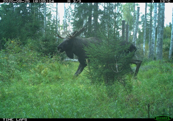 A moose bull (Alces alces) passing by the camera trap. With animal silhouettes like this species, recognition is obvious, but field layer type, camera position etc., may sometimes make it more difficult and perhaps result in data errors.