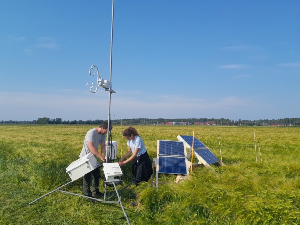 Julianne Oliveira and Victor Manabe are installing the flux tower on a barley field at Röbäcksdalen. Photo: Johanna Wallsten