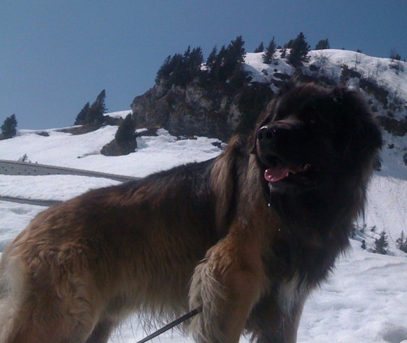 Laban, numera en van resenär valde de Schweiziska alperna för att i sin favoritmiljö - snö, också för tvåbenta med eller utan skidor, avnjuta sin efterlängtade födelsedag den 2 april 2012!