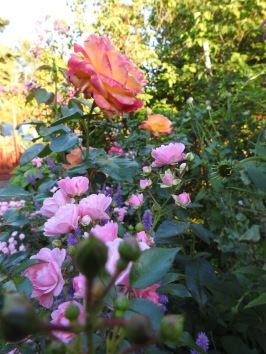 Rosa Fairy och okänd ros