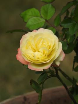 Garden of Rose