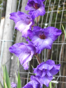 Gladiol Purple Flora