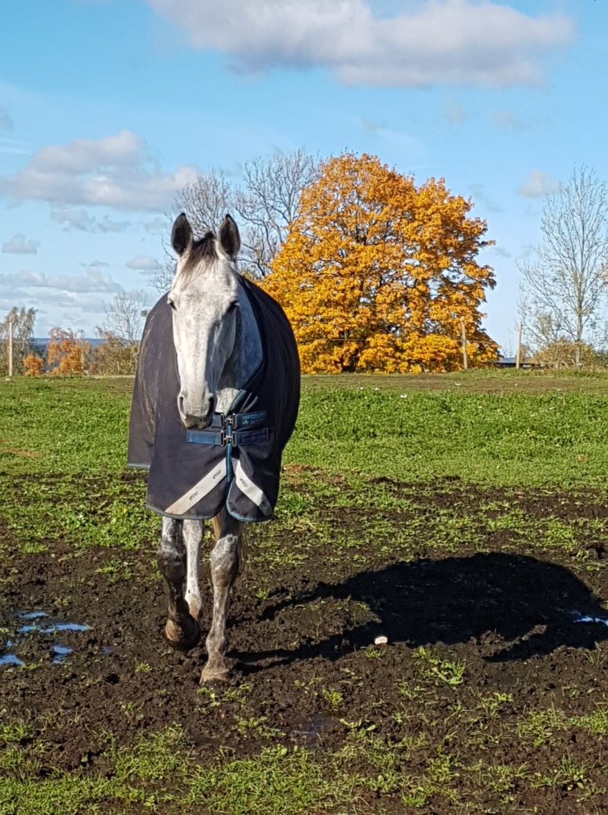 Vårat favourit märke på täcken är Horseware Amigo :-) Vårat favourit märke på täcken är Horseware Amigo :-)
