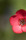 08-Scarlet Flax Wildflower