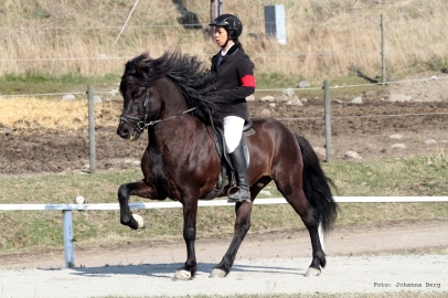 Jamila och Kveikur tävling 2014
