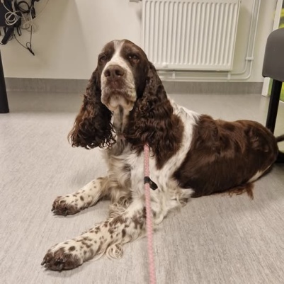 I väntan hos veterinären