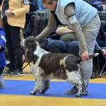 Coco CK Veteranklass 10,5 år, Växjö nov 2025