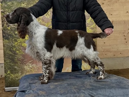 Lexie, Ljungstorps Lovely Fay, fint visad av Annette Buske, Kennel Soludden