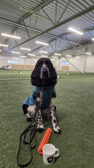 Leia, Ljungstorps Love Divination