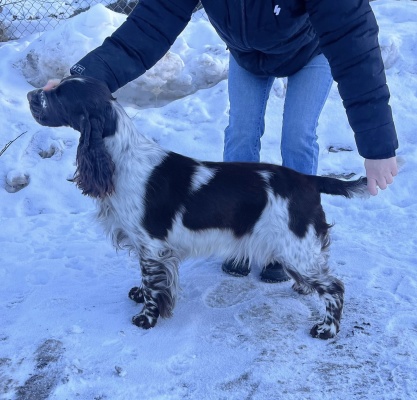 Lexie, Ljungstorps Lovely Fay.