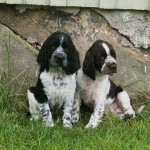 Leia och Lyra 9 veckor