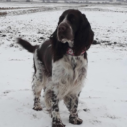 Coco Coco