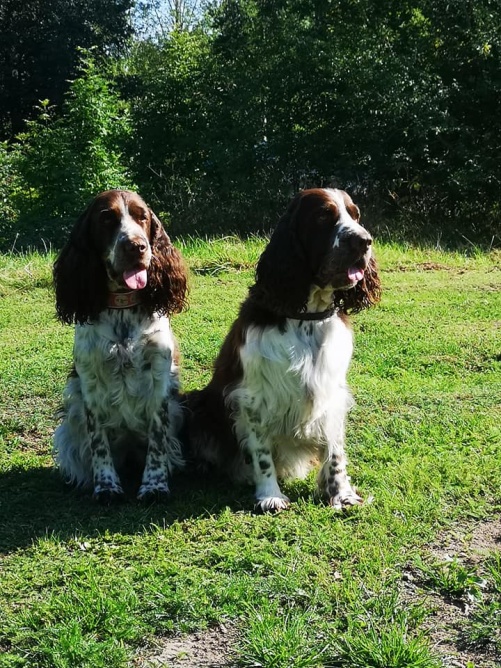 Coco och Chippen, två fina syskon i Mästarklass! Coco och Chippen, två fina syskon i Mästarklass!