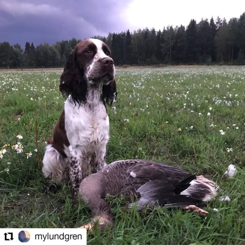 Duktiga Polly som både kan spåra och apportera Duktiga Polly som både kan spåra och apportera