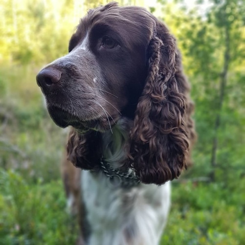 Asta, Ljungstorps Explosive Blaser Asta, Ljungstorps Explosive Blaser